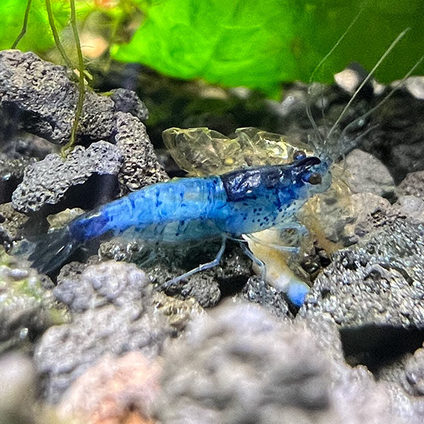 Dwarf Blue Carbon Rally Shrimp