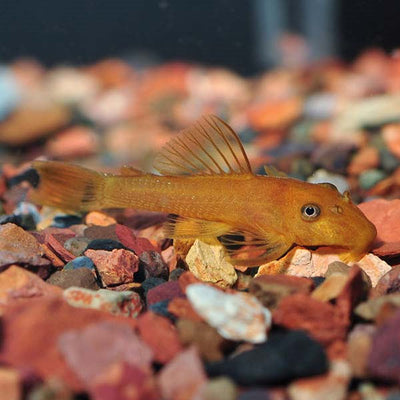 Albino Plecostomus - 3"