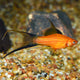 Swordtail Red Lyre Tail - L