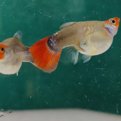 Guppy Miracle Koi Red Balloon - L