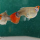 Guppy Miracle Koi Red Balloon - L