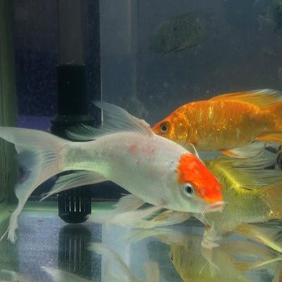 Koi Carp Veiltail - 9cm