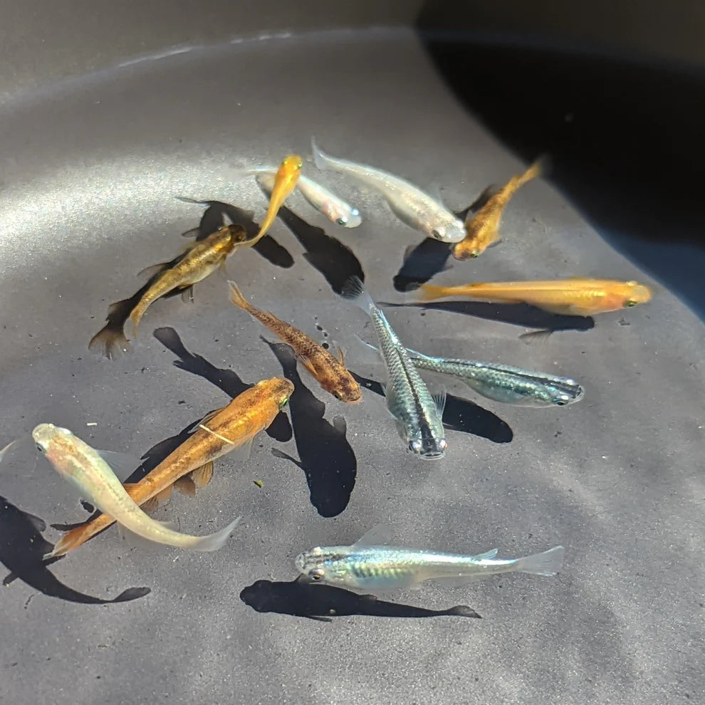 Redtail Rice Fish