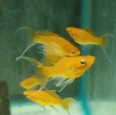 Molly Safroon Lyretail - L