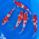 Koi Carp Red & White 8-9cm