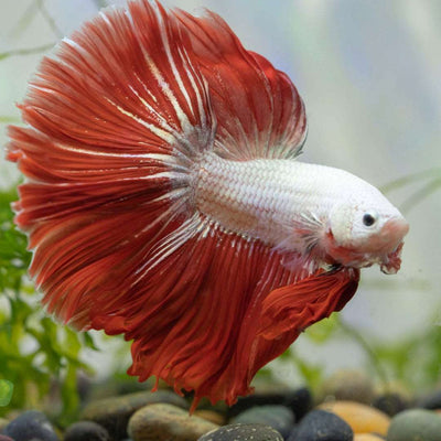 Betta Dragon Halfmoon Male - L