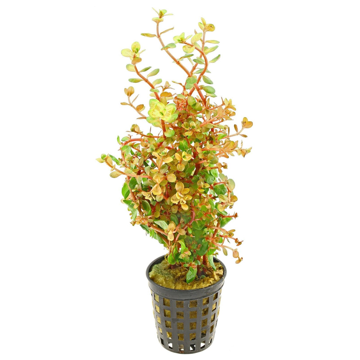 Rotala Rotundifolia Orange Juice