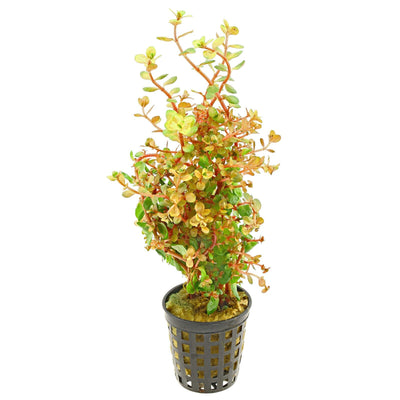 Rotala Rotundifolia Orange Juice