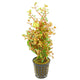 Rotala Rotundifolia Orange Juice