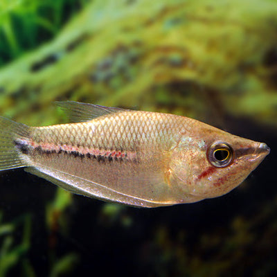 Giant Chocolate Gourami 4CM