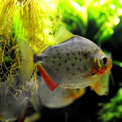 Spotted Metynnis – Silver Dollar