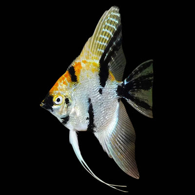 Tri Color Angelfish (Koi) - S