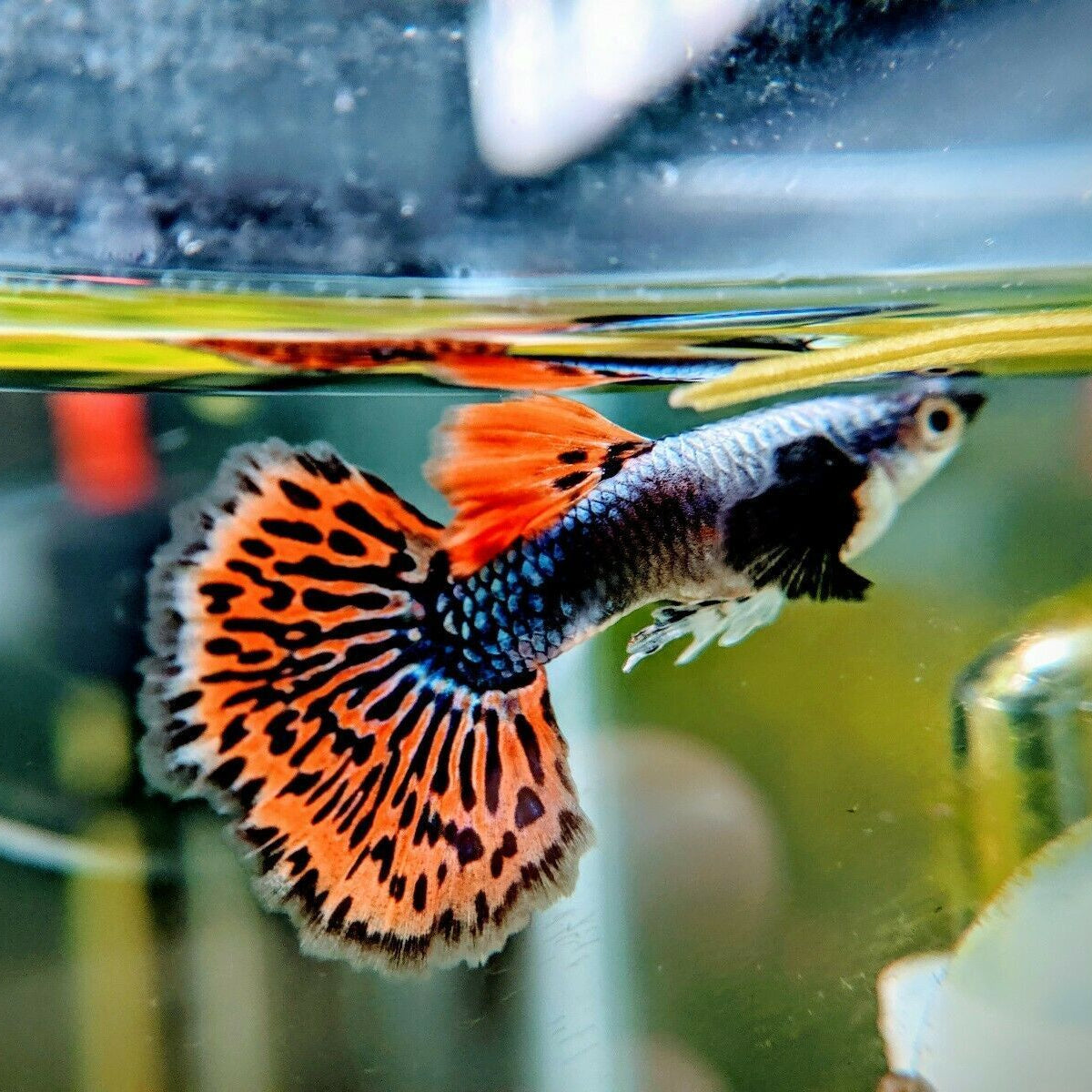 Guppy Ribbon Elephant Ear - L