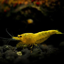 Dwarf Yellow Crossback Gold Shrimp